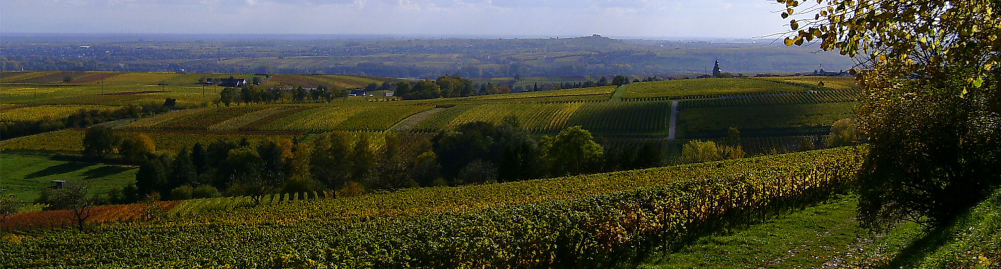 Marathon Du Vignoble D'Alsace